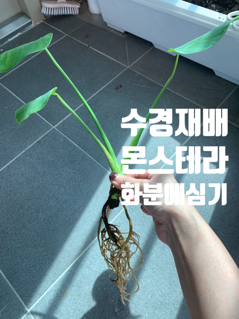 유칼립투스 화분에 몬스테라 옮겨심기/수경재배 몬스테라 분갈이 초보 식집사 후기