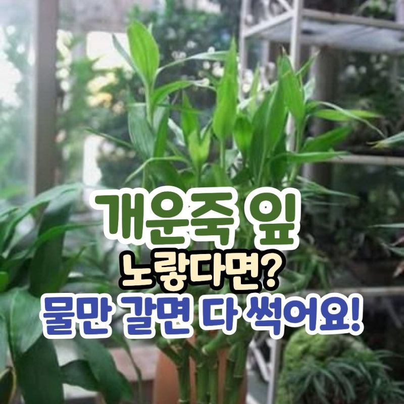수경재배 개운죽 잎 노랗게 변했을 때! 썩은 뿌리 구별법과 물꽂이 가지치기 팁