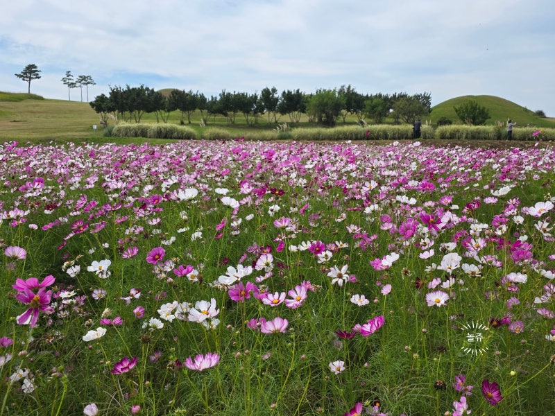 Daegu Vicinity Attractions: Cosmos in Full Bloom at Uiseong Jomunguk Historic Site, Gyeongbuk