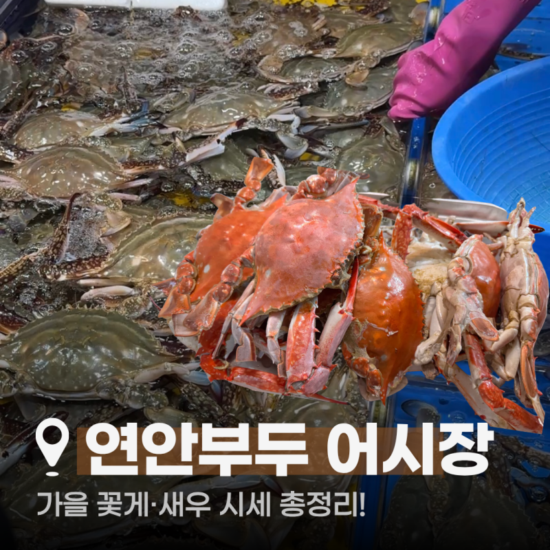 인천 연안부두 종합어시장 9월 가을 꽃게·새우 시세 총정리! 큰손 친정엄마 단골집(양미네, ....