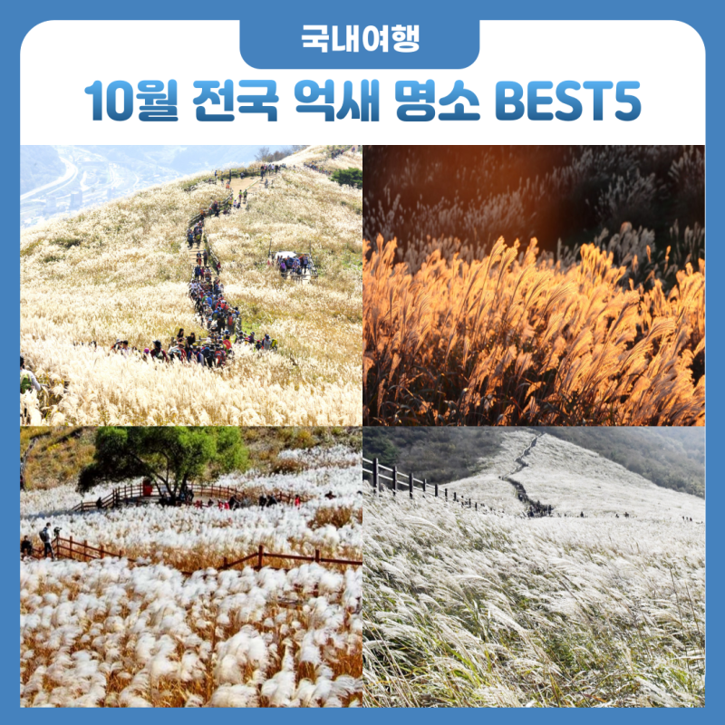지금 가야 할 10월 억새 명소 BEST 5 & 억새 축제 완벽 가이드