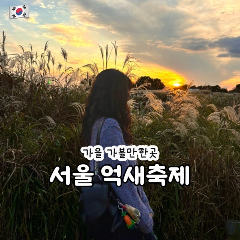 2026 서울억새축제 일정 하늘공원 라이팅쇼 노을 시간 주차 서울 가을 가볼만한곳