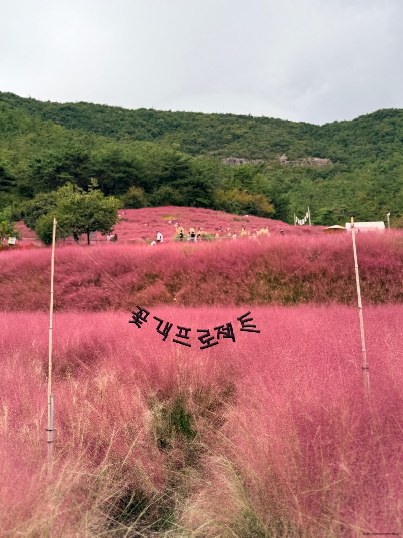 2026 고창 꽃객프로젝트 핑크뮬리 개화상태｜가을 꽃구경 명소 실시간 후기