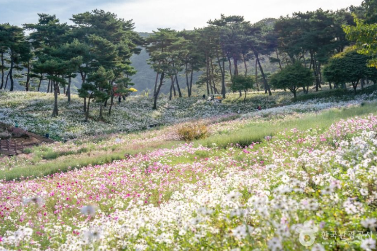 정읍 구절초 꽃축제 2026 일정 개화상황 입장료 가을꽃 명소