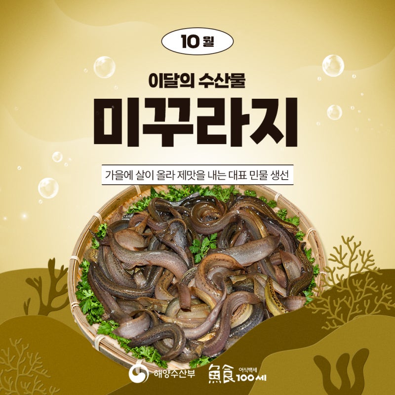 10월 이달의 수산물 미꾸라지 | 미꾸라지 고르는 법, 손질법, 보관법, 요리법