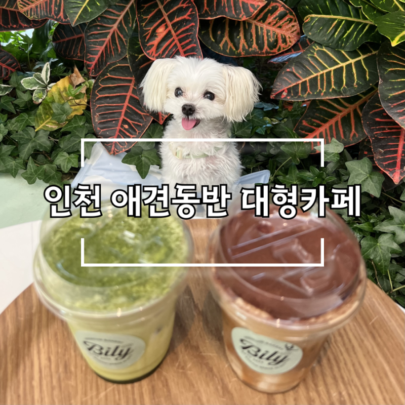 [인천대공원 근처 애견동반 대형카페] 실내동반 가능, 잔디공원도 있는 카페 빌리