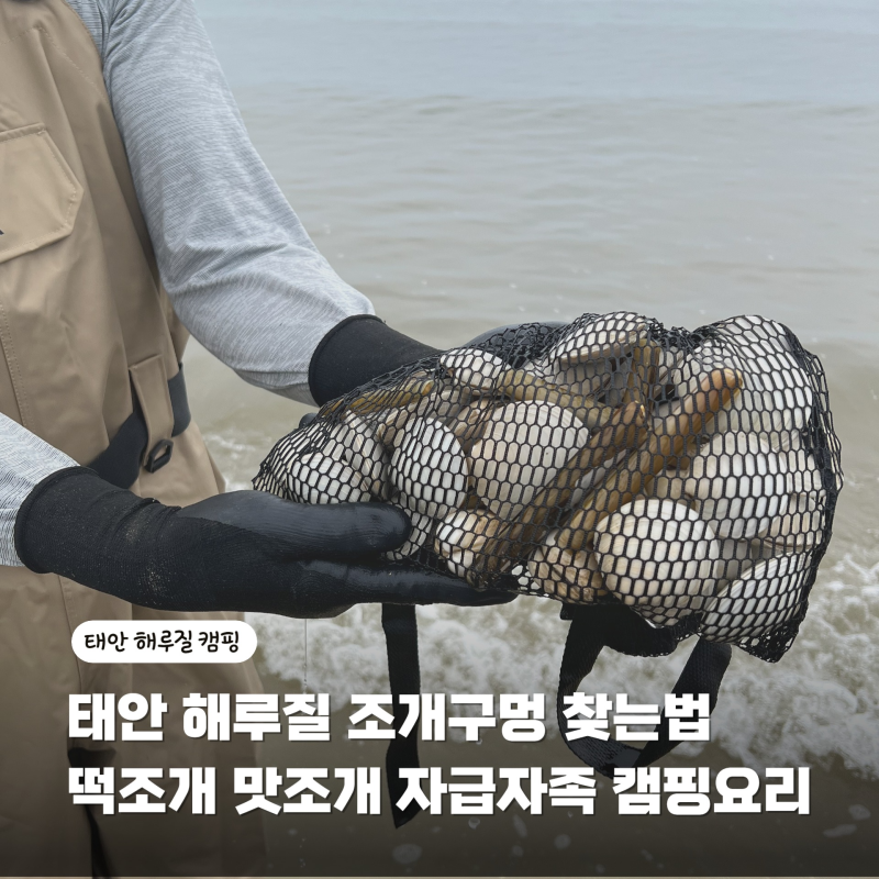 태안 해루질 조개구멍 찾는법 떡조개 맛조개 잡기 해감부터 캠핑요리까지
