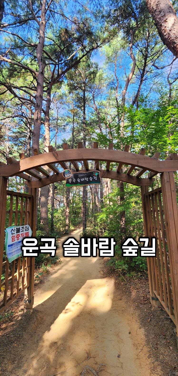 원주 치악산 운곡 솔바람 숲길 어싱하기좋은 맨발걷기 성지