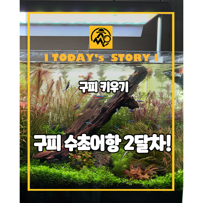 구피 키우기, 2자 구피 수초어항 세팅 2달차!