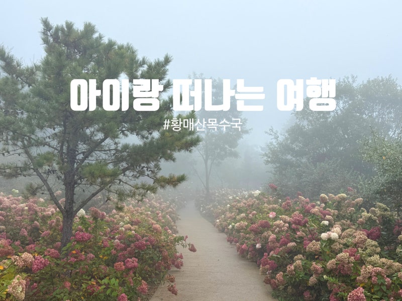 Hapcheon Hwangmaesan Hydrangea Garden: Hydrangea macrophylla, Bloom Status, Parking, and Reed Festival Period - Plus a Must-Ride Tip!