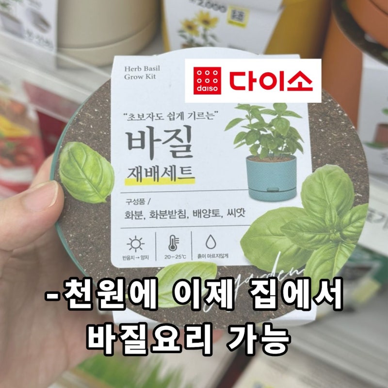 퇴근 후 작은 힐링 찾는 30대, 다이소 바질키우기에 마음 뺏긴 이유