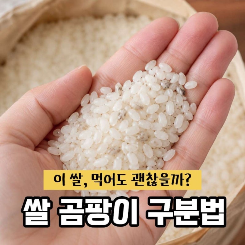 쌀 곰팡이 구분법, 20kg 쌀 사놓고 먹다가 결국 보관법 바꿨어요