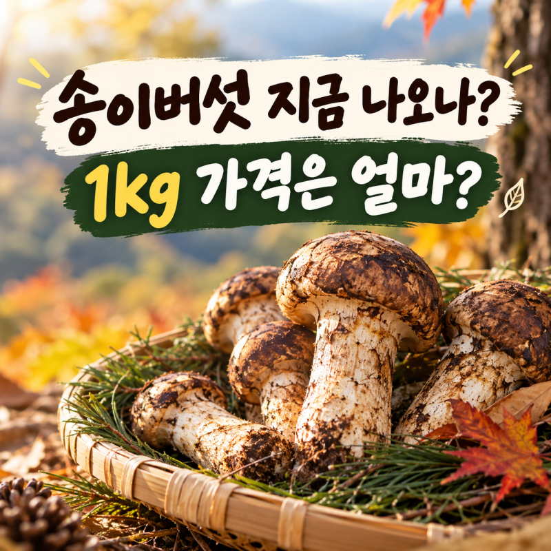송이버섯 채취시기 언제가 절정? 올해 공판가격 1kg 얼마일까