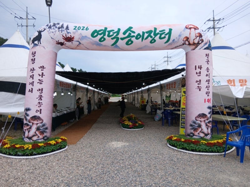 2026 영덕ㆍ영해 송이장터 다녀오는 법