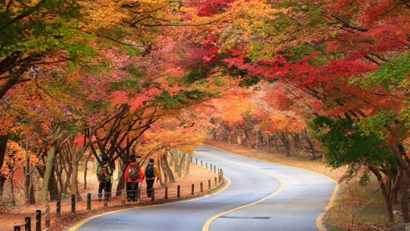 정읍 가볼만한곳 내장산 단풍구경ㅡ정읍여행 전북가볼만한곳,전북여행, 가을여행,가족여행,....