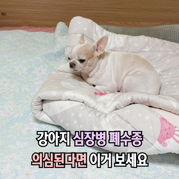 강아지 심장병 폐수종 증상, 놓치기 쉬운 3가지 신호