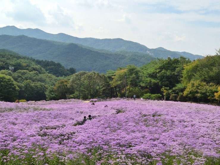 문경 개미취축제 l 문희농원 9/28 실시간 개화현황, 주차정보