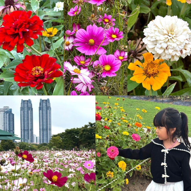 울산 데이트 태화강국가정원 가을 꽃 백일홍 코스모스 아이랑 가볼만한곳