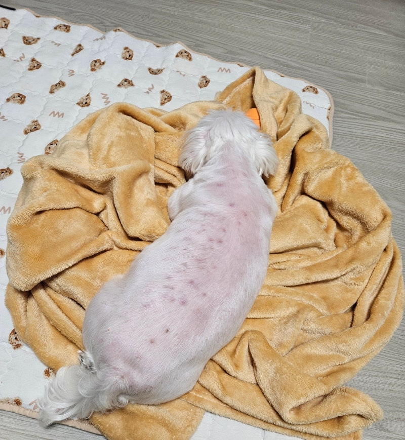 3통 째 쓰고 있는 강아지 약용샴푸, 버박 파이오덤 효과 좋아요