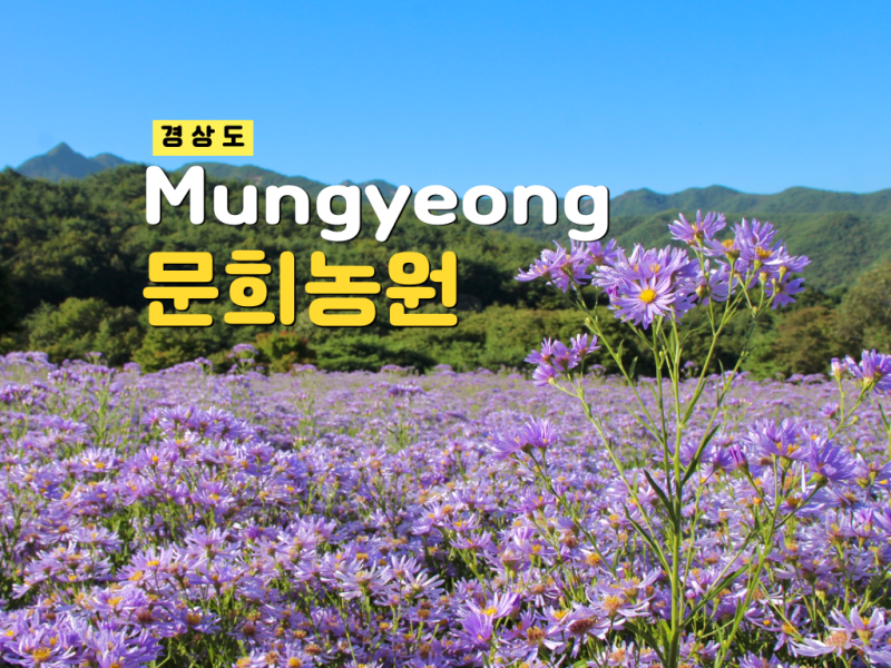 문경 문희농원 연보라빛 개미취 축제 실시간 만개! 주차 입장료 10월 가볼만한곳