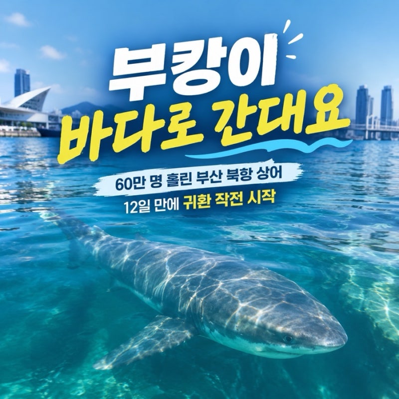 “부캉이 이제 바다로 간대요” 60만 명 홀린 부산 북항 상어, 12일 만에 귀환 작전 시작