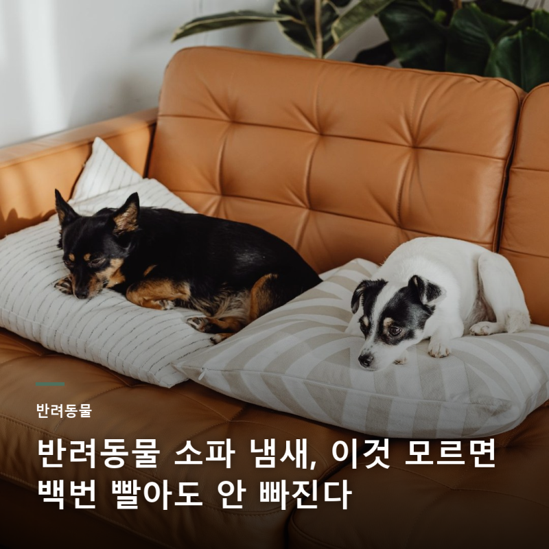 반려동물 소파 냄새, 커버만 세탁해도 안 빠지는 진짜 이유