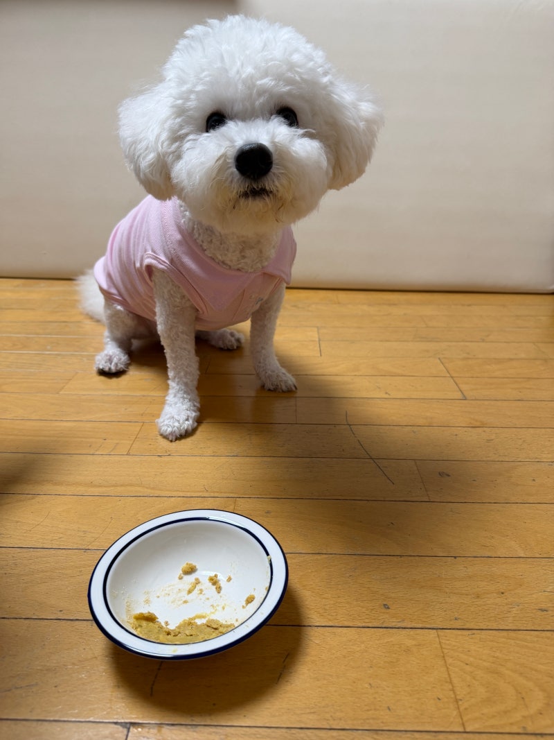 강아지 오메가3 효능 알아보고 선택한 5mm 초소형 캡슐