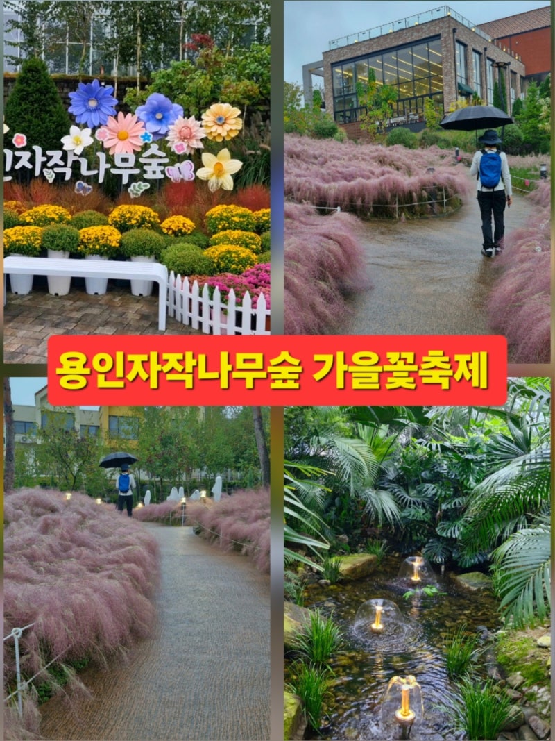 용인 가볼만한곳 용인자작나무숲 가을꽃축제 용인 여행