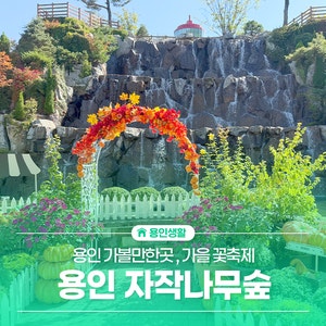 용인 가볼만한곳 용인자작나무숲 가을꽃축제