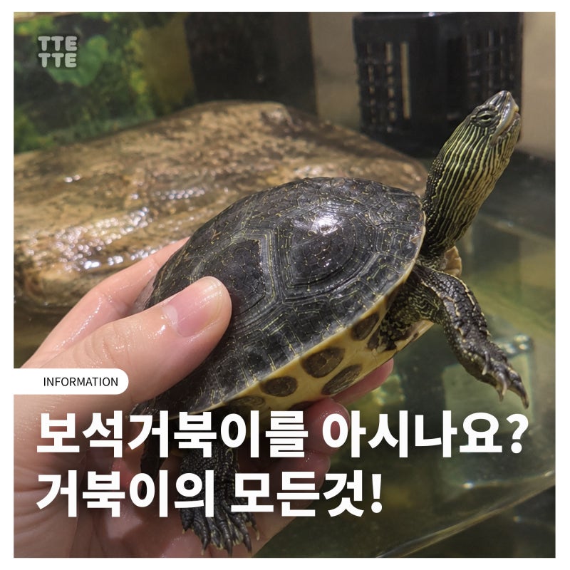 반수생 거북이의 정석: 보석거북이 특징과 키우기 사육 조건