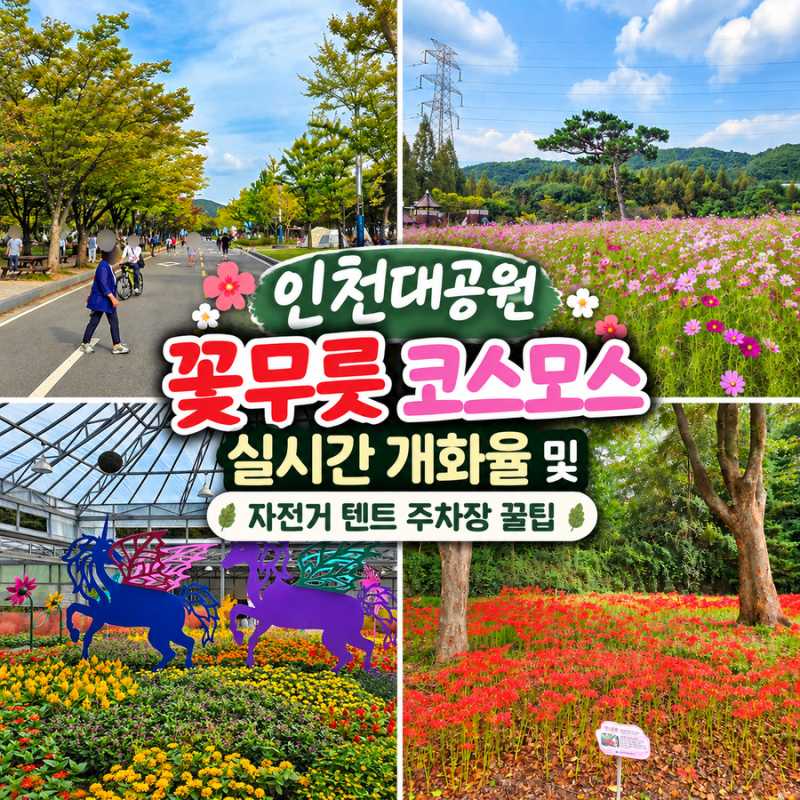 인천대공원 꽃무릇 코스모스 실시간 개화율 및 인천대공원 자전거 텐트 주차장 꿀팁