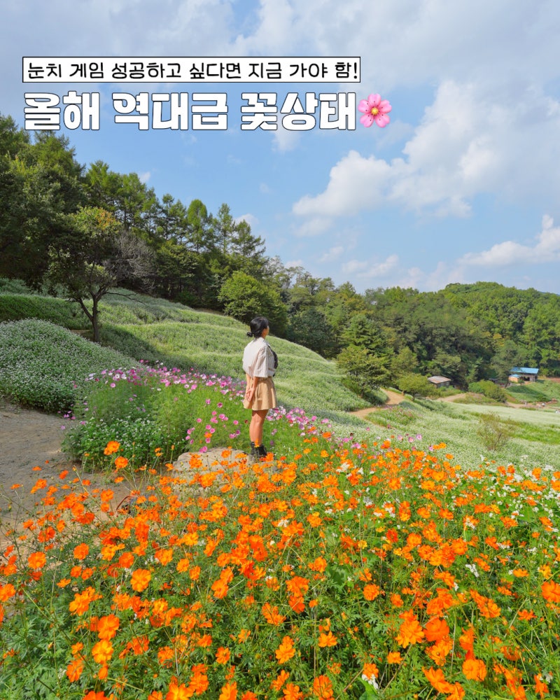 축구장 5개 규모의 메밀꽃밭이 있다고? 청주 추정리 메밀꽃 가을꽃
