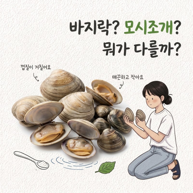 맹물에 담그면 입도 안 벌림 바지락철 제철 시기 해감 고르는법 모시조개 차이