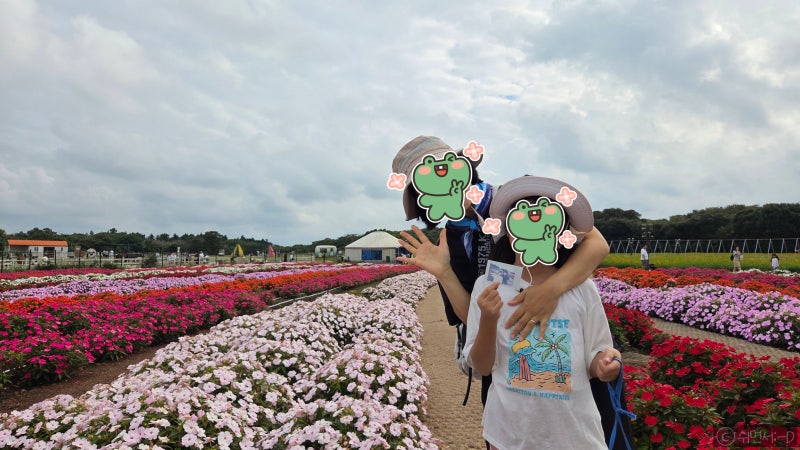 Jeju East Coast Attractions: Eco Land Theme Park for Jeju Family Trips in Autumn