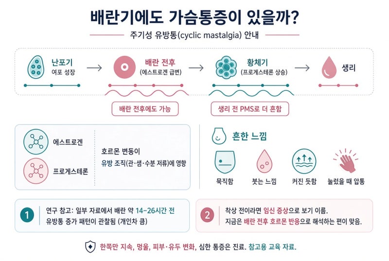 둘째 준비 4개월차 | 배란기에도 가슴통증이 있을까? 배테기피크 시작
