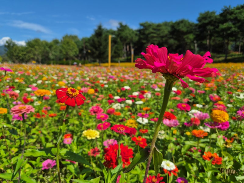 (가평여행) 2026 Colorful Garden 자라섬 꽃 페스타☞남이섬과 함께 북한강의 보물섬