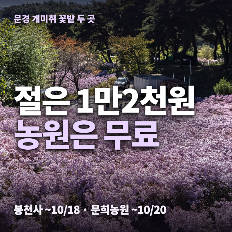 문경 봉천사 개미취 축제 입장료 12,000원 — 축제 일정·개화·주차·시간