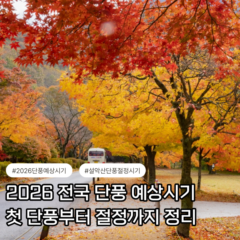 2026 전국 단풍 예상 시기 총정리 첫 단풍부터 절정까지