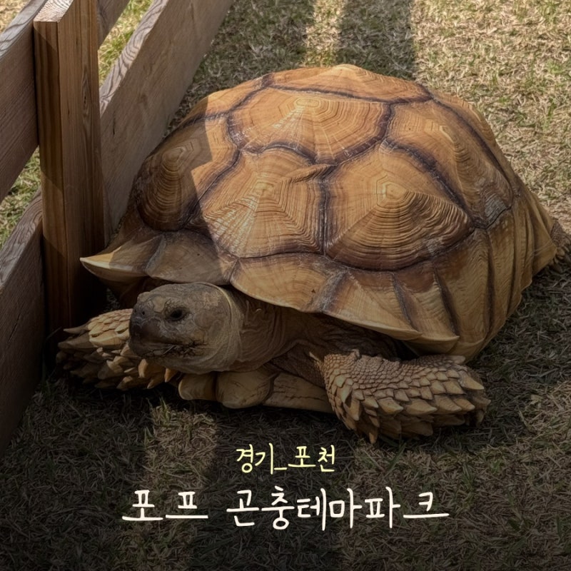 [경기/포천] 포프곤충테마파크ㅣ아이와 가볼만한곳 동물체험 추천