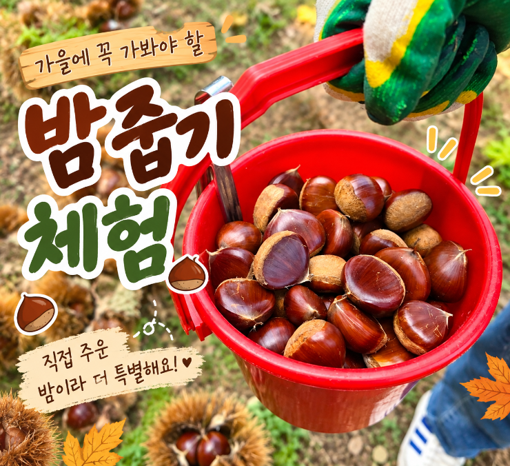 경기도 밤 줍기 체험 서울 근교 밤따기 아이랑 군포 밤농장 방문 후기