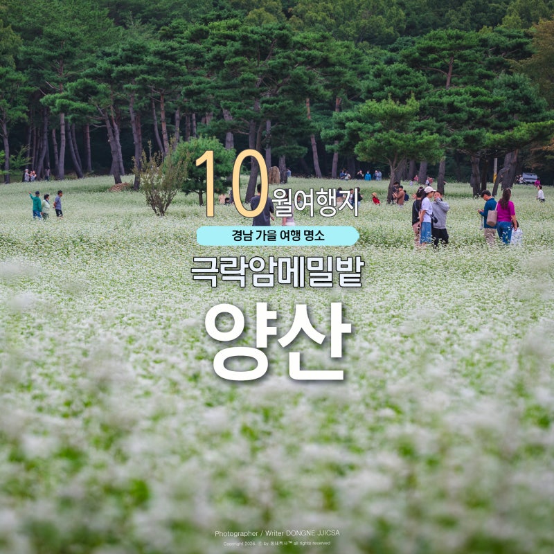 양산 가볼 만한 곳 통도사 극락암 메밀꽃밭 실시간 (9월 28일)