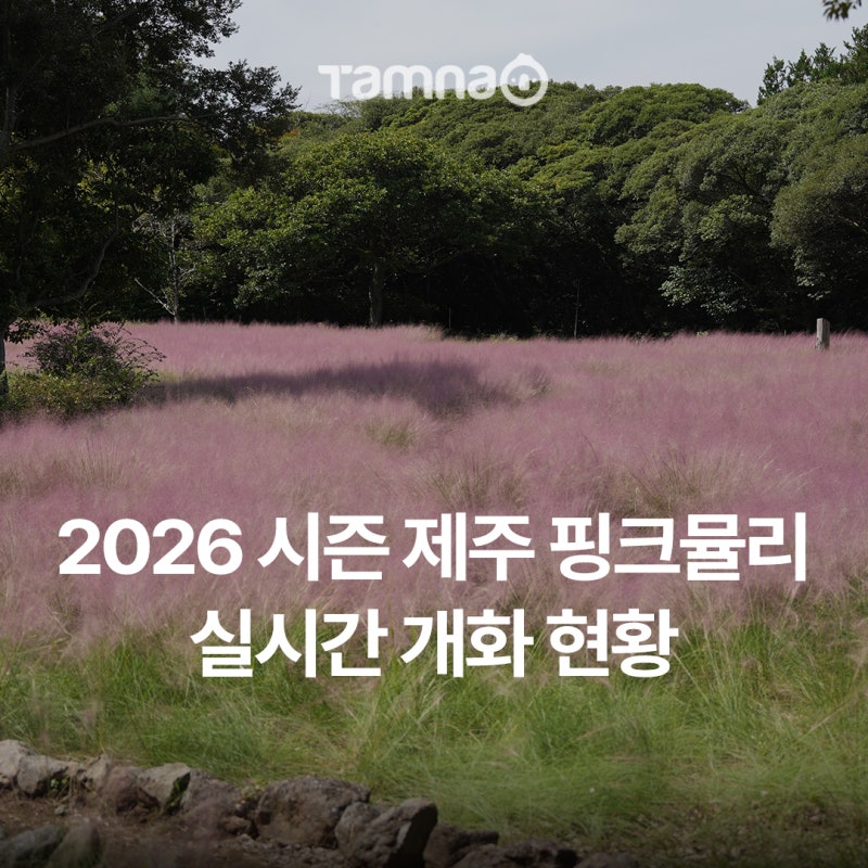 ピンクミューリーシーズン！済州カメリアヒル、ヒューエリ、サンヒョウォンのリアルタイム開花状況
