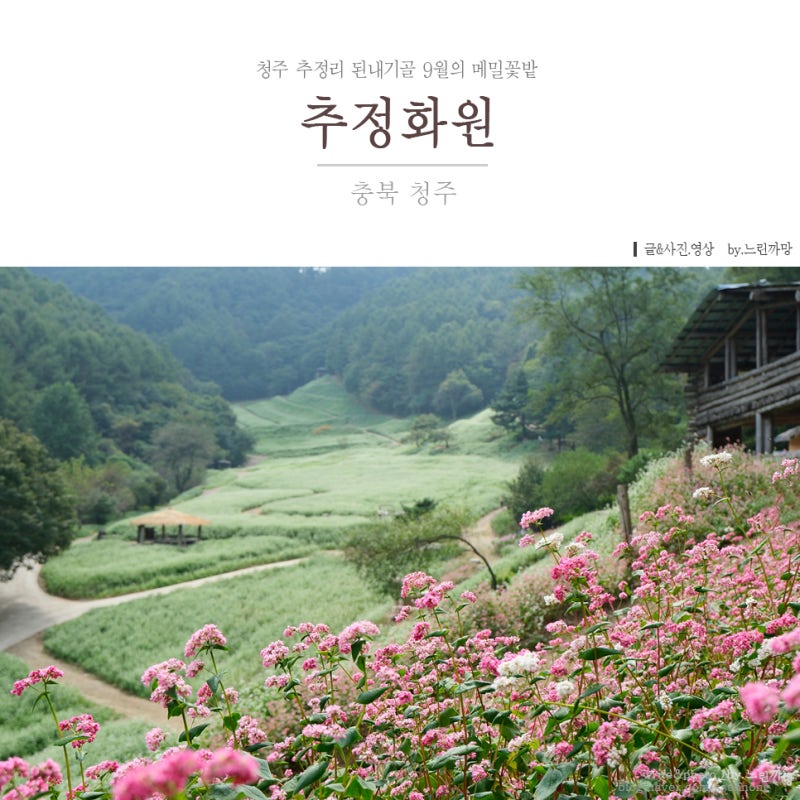 청주 가을꽃 추정리 하얀 메밀꽃밭 추정화원