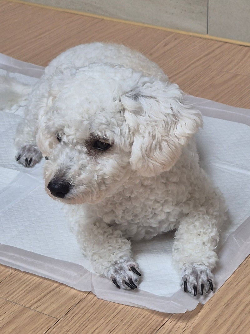강아지 배변훈련 성공하는 법｜배변패드 위치부터 실수 줄인 방법까지