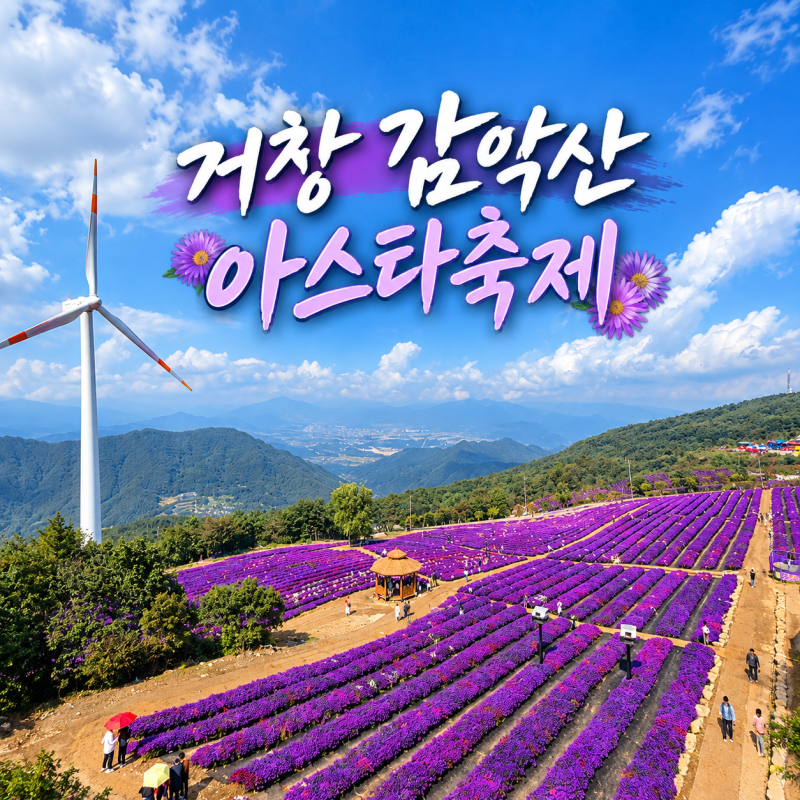 거창 감악산 축제 아스타국화 실시간 개화 및 유의사항
