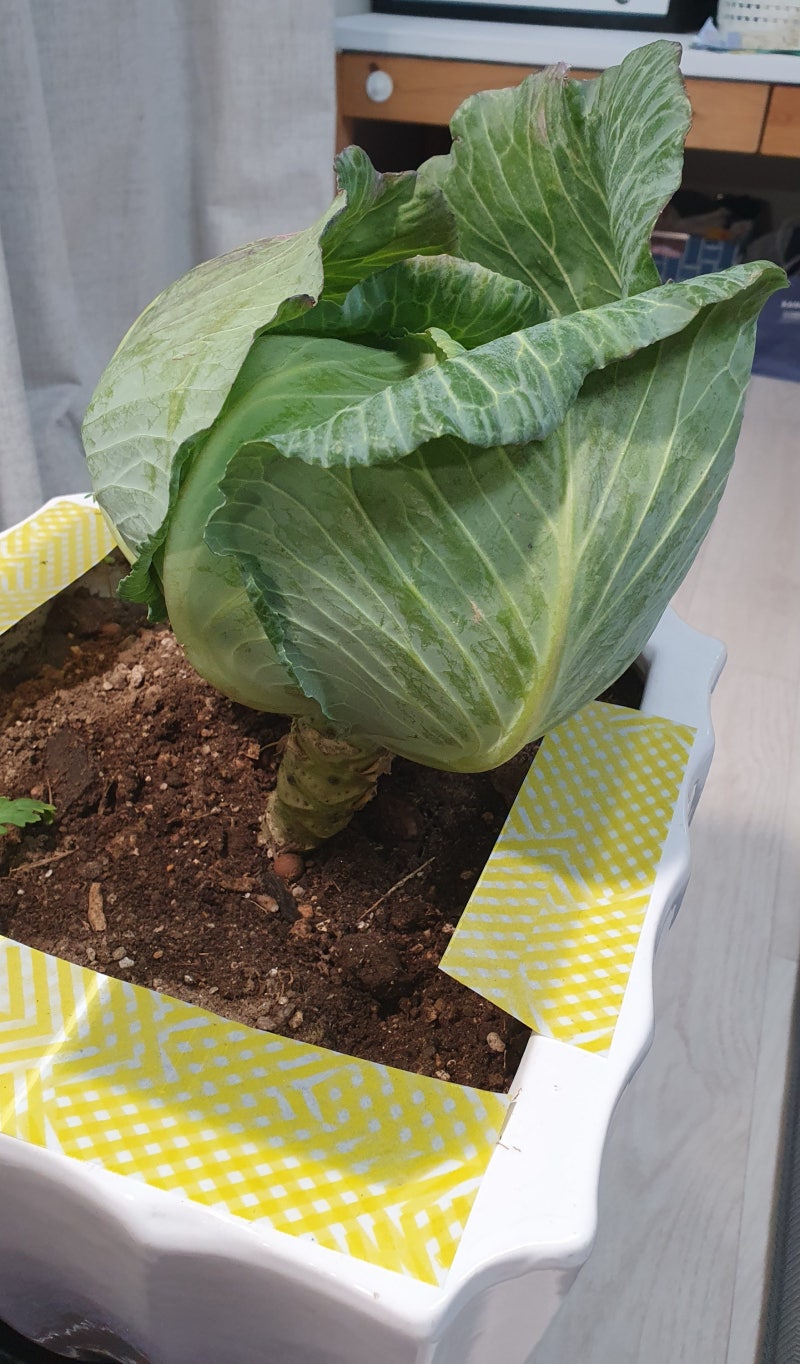 ②초보 아파트농부 일기: 수경재배통 DIY·대파·부추·양배추 키우기