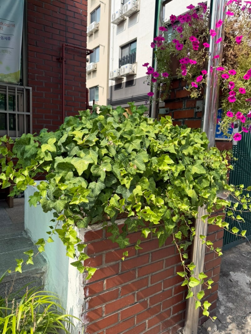 싱그럽고 풍성한 상록 목질 덩굴 전형적인 아이비다. 넓다란 마대자루에 흙을 넣어 화분을 ....