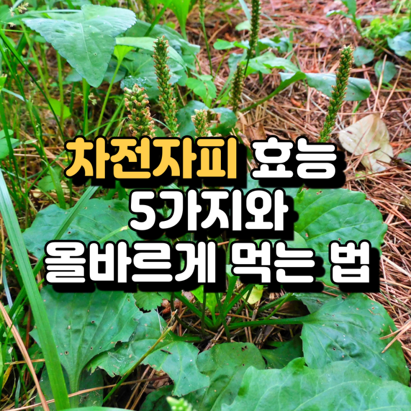 차전자피 효능 5가지와 올바르게 먹는 법, 식이섬유 분말·환 섭취 가이드