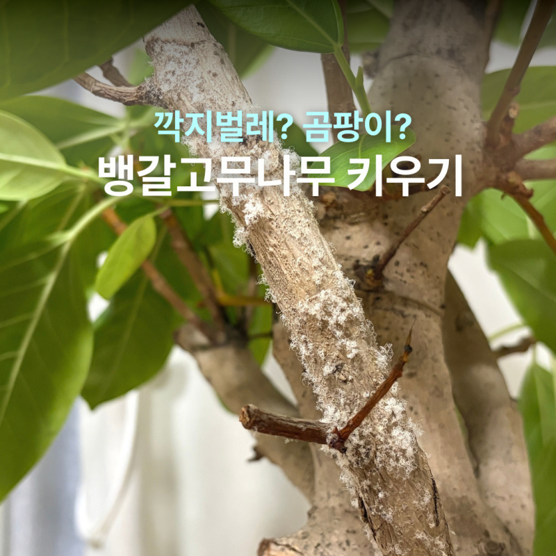 3년 키운 뱅갈고무나무 깍지벌레? 곰팡이? 흰 솜 생겨서 직접 해본 방법 (다음날 변화)