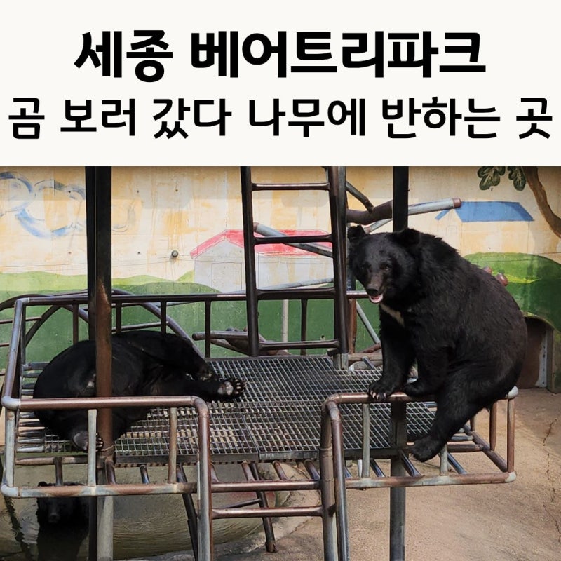 [세종 아이랑 가볼 만한 곳] 베어트리파크｜곰 보러 갔다가 나무와 정원에 반하고 온 곳